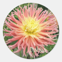 Dahlia Bloom Round Stickers
