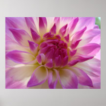 Dahlia Pink Purple Flower Art Prints Framed Canvas