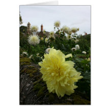 Dahlias in cottage garden cards