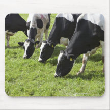 Dairy cows grazing in pasture mouse pad