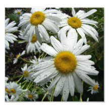 Daisies After The Rain Photo Art