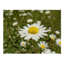 Daisies in the Field - Postcard