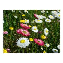 Daisies Patch Post Cards