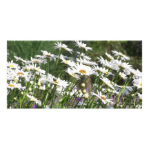Daisies Photo Greeting Card