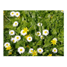 Daisies Postcard