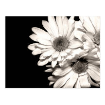 Daisies Postcard