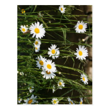 Daisies Postcards