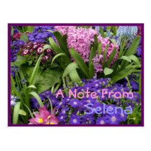 Daisies Purple Pink Hyacinths Postcard