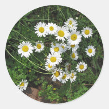 Daisies Round Stickers