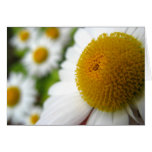 Daisy Birthday Card