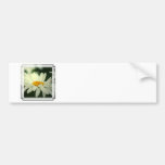 Daisy Bumper Stickers