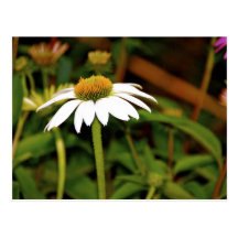 Daisy Daisy Postcards