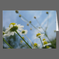 Daisy Field Stationary cards