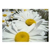 Daisy Flowers Appointment Cards Daisies Business Card Template