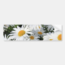 Daisy Flowers Growing White Bumper Stickers