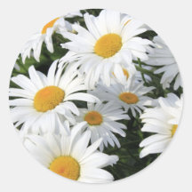 Daisy Flowers Growing White Round Stickers