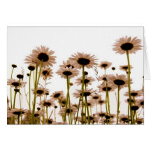 Daisy Greeting Cards