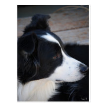 Daisy Lou Post Card