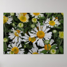 'Daisy Mums' Poster