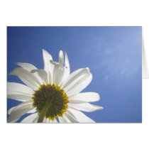 Daisy of Sutro Park Card