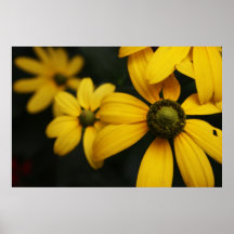 Daisy Print