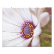 Daisy Print Photo