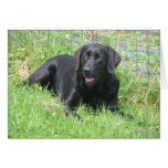 Dakota in the Sun Card