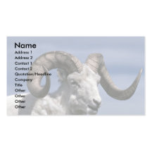 Dall sheep (Large ram) Business Cards