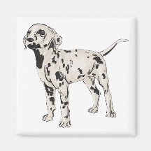 Dalmatian Magnet