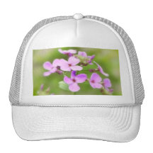 Dame's Rocket - Hesperis matronalis Mesh Hats