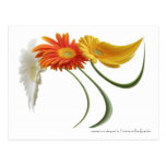 Dancing daisies postcards