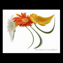Dancing daisies postcards