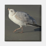 Dancing, Prancing Gull Magnet