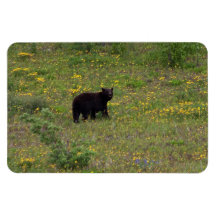 Dandelion Bear Rectangle Magnets
