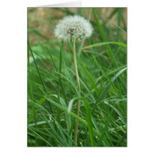 Dandelion Cards