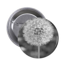 Dandelion Gone to Seed Pinback Button