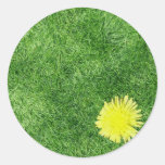 Dandelion in grass sticker