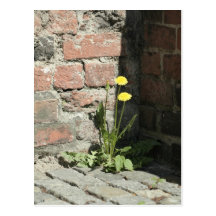 Dandelion in sun. postcards