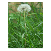 Dandelion Post Card