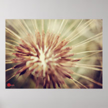~DANDELION~ PRINT