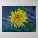 Dandelion Poster
