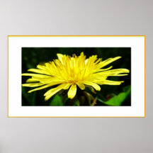 Dandelion Poster