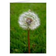 Dandelion Puff Greeting Cards