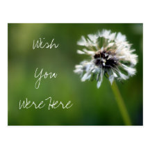 Dandelion "Wish You Were Here" Photography Post Card