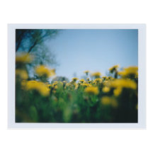 Dandelions #2 Postcard