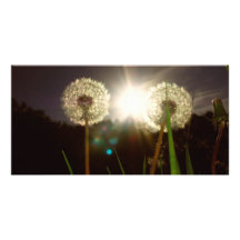 Dandelions Custom Photo Card