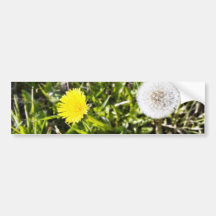 Dandelions On The Meadow Bumper Stickers