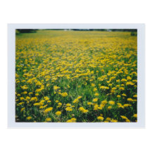 Dandelions Postcard