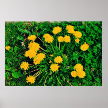 Dandelions Posters