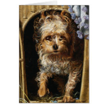 Darby a Yorkshire Terrier Print Greeting Card